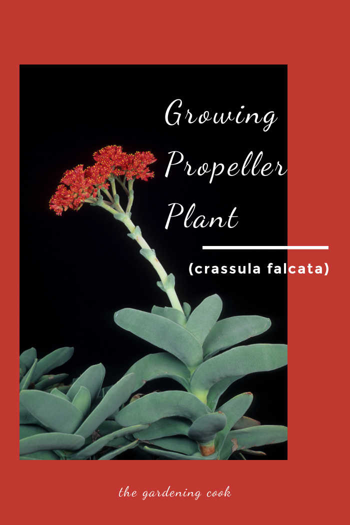 Propeller plant in flower with text reading Growing propelleler plant (crasssula falcata.).