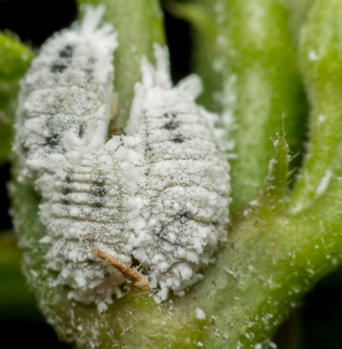 Mealy bug infestation.