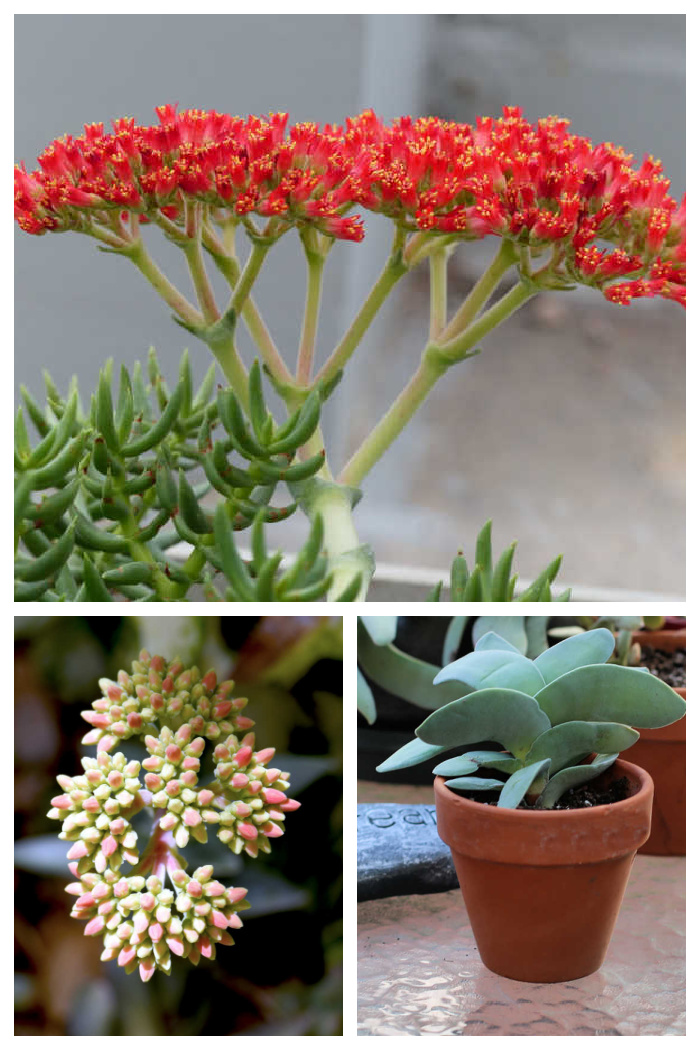 Red flowers, flower buds and propeller plant in a collage.