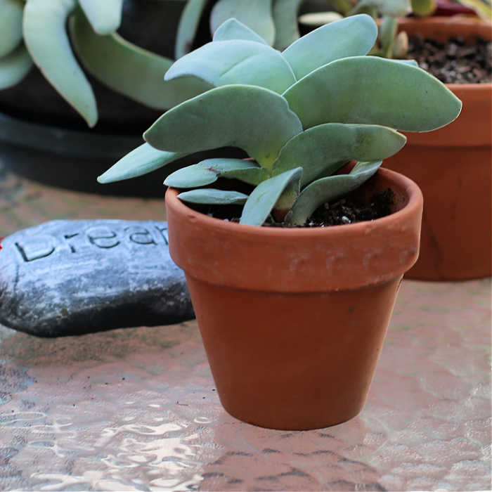 Propeller Plant – How to Grow Crassula Falcata Succulent