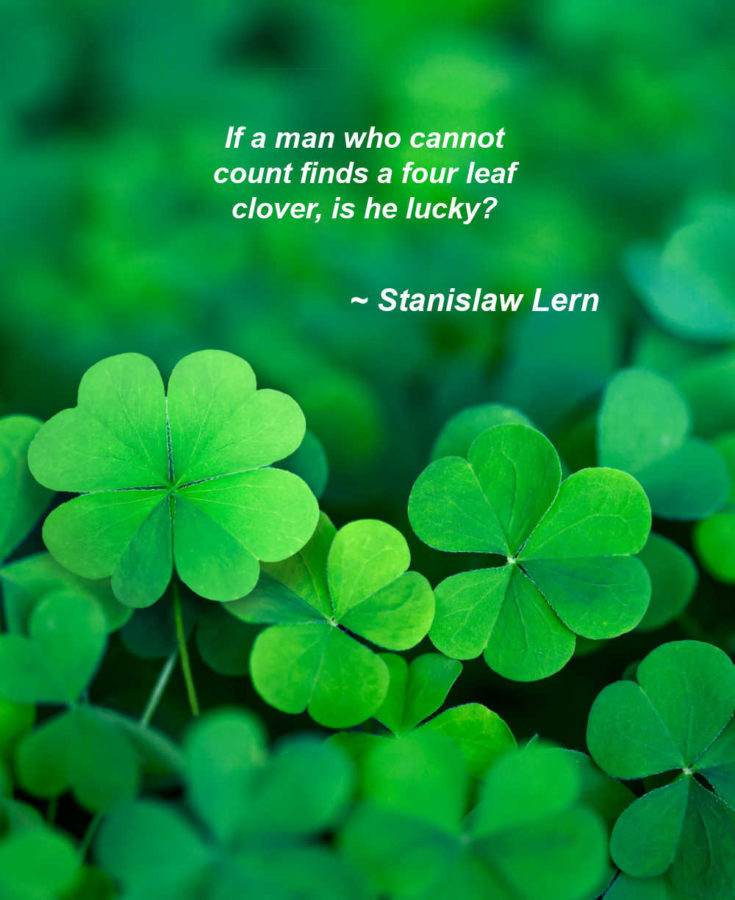 4 leaf clover in a field of clover with good luck saying by Stanislaw Lern.