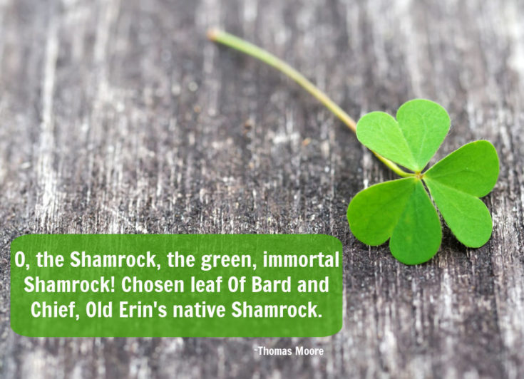 Shamrock ona wood background with quote by Thomas Moore.