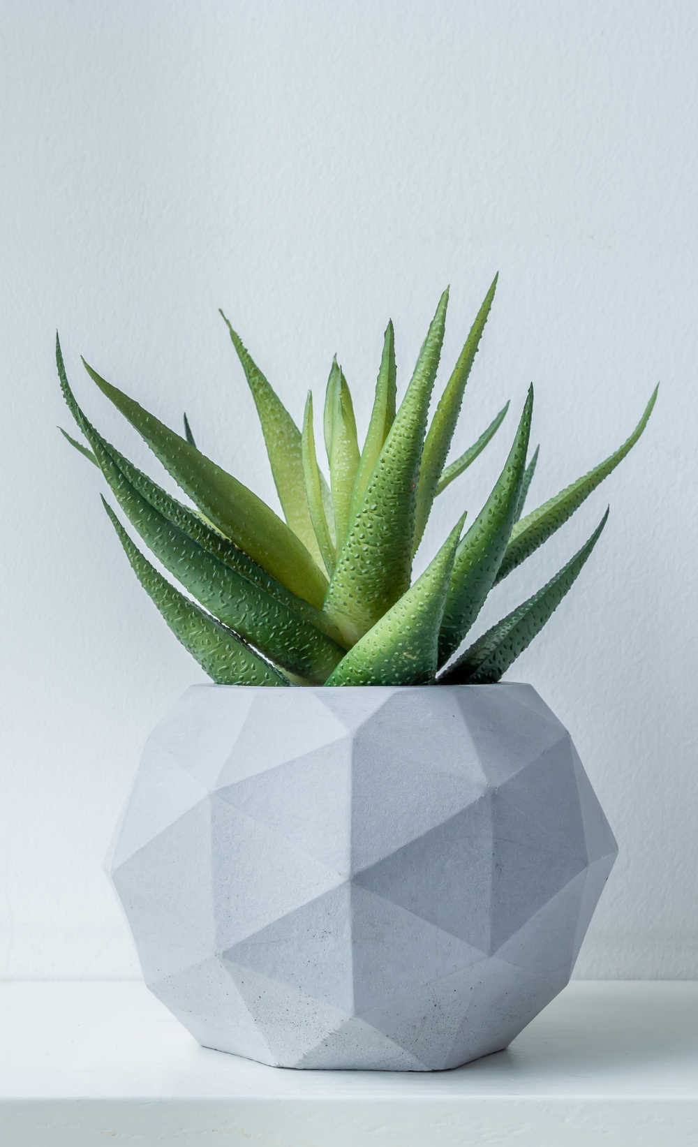 Aloe vera plant in a white pot.