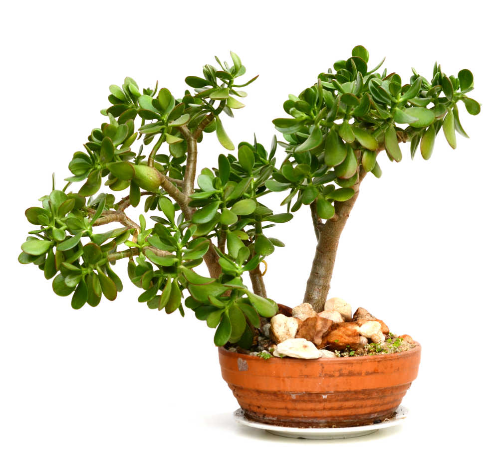 Lucky plants - jade plant in an orange pot with rocks.