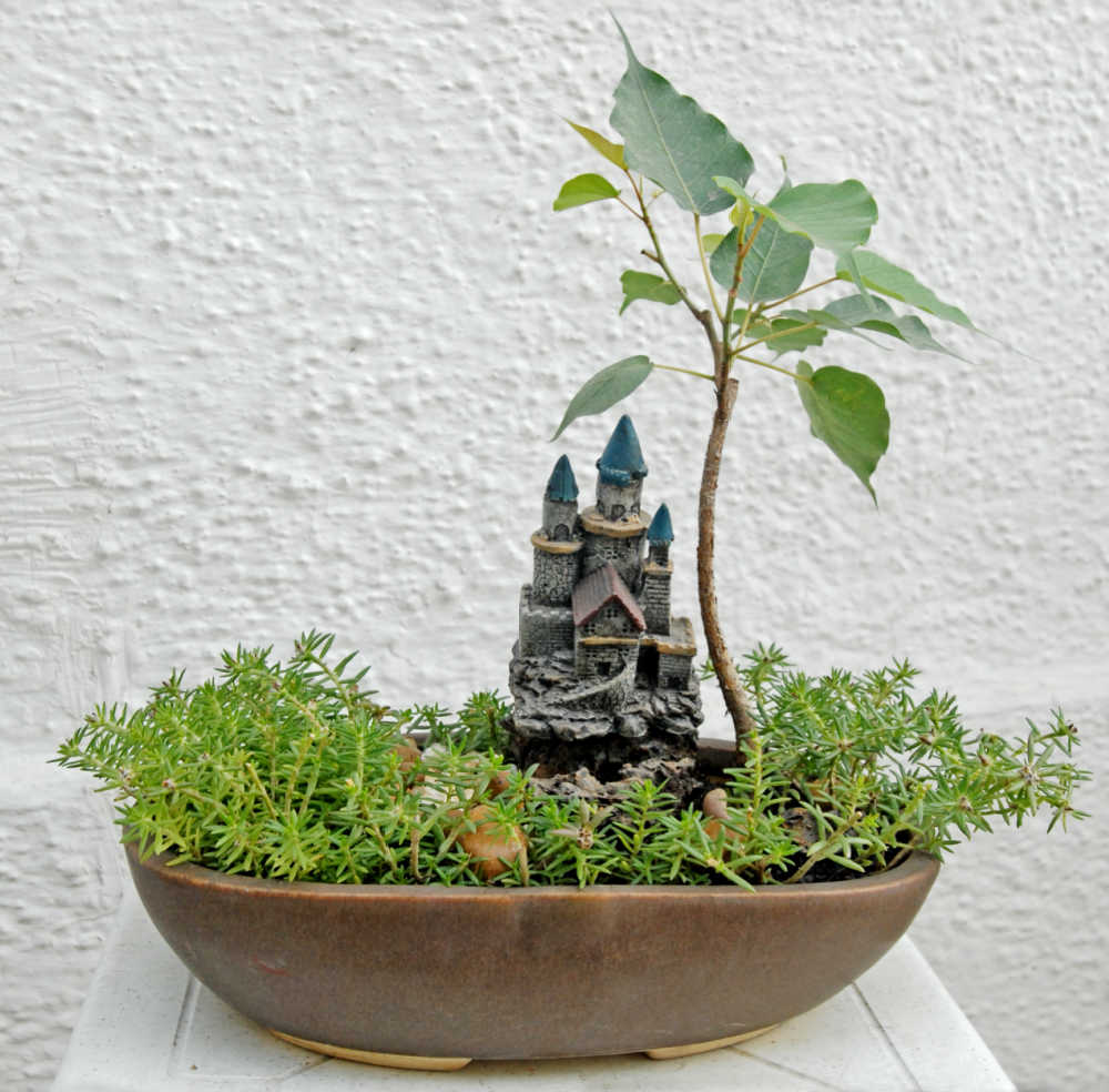 Ficus religiosa or Peepala bonsai with a small building in a bonsai pot. It is thought to be a lucky plant.