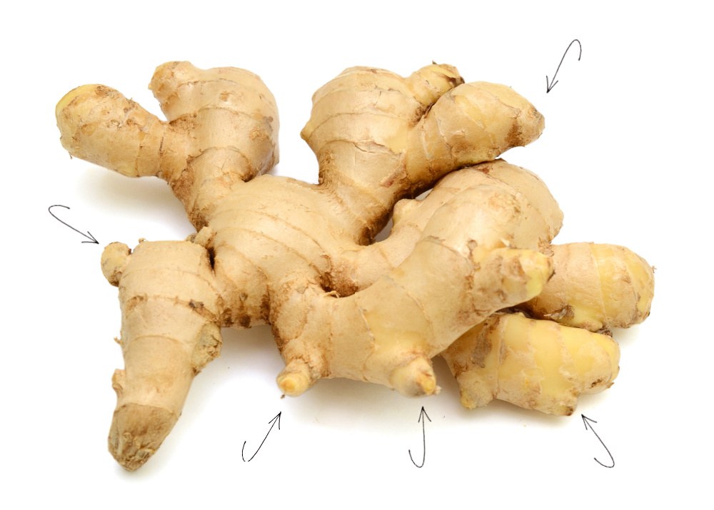 Piece of ginger root with arrows pointing to the eyes.