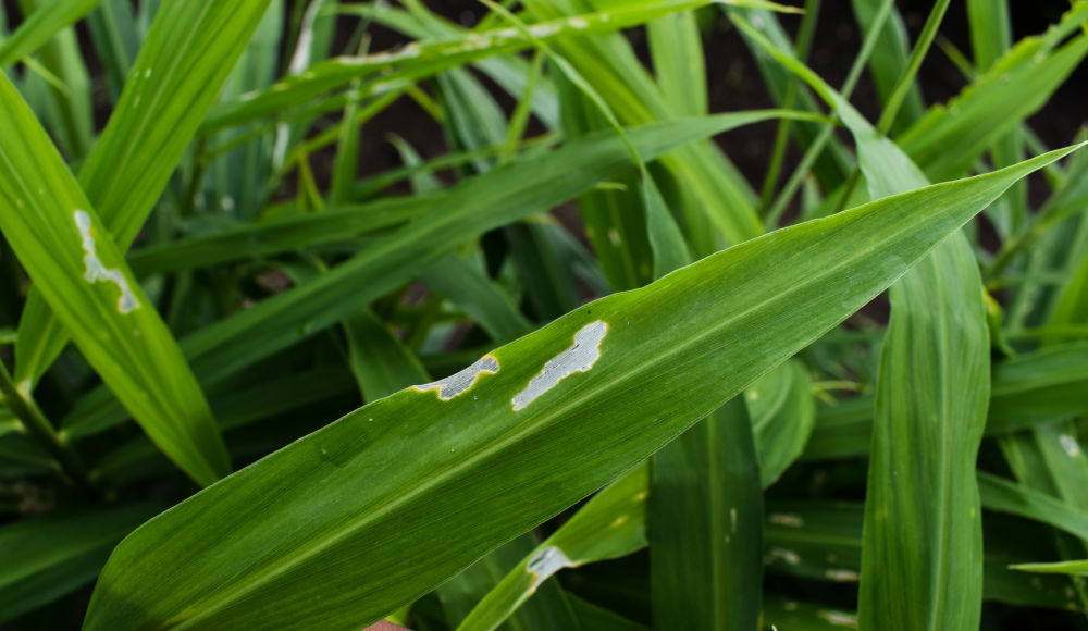 Ginger leawf damage from agricultural pests.
