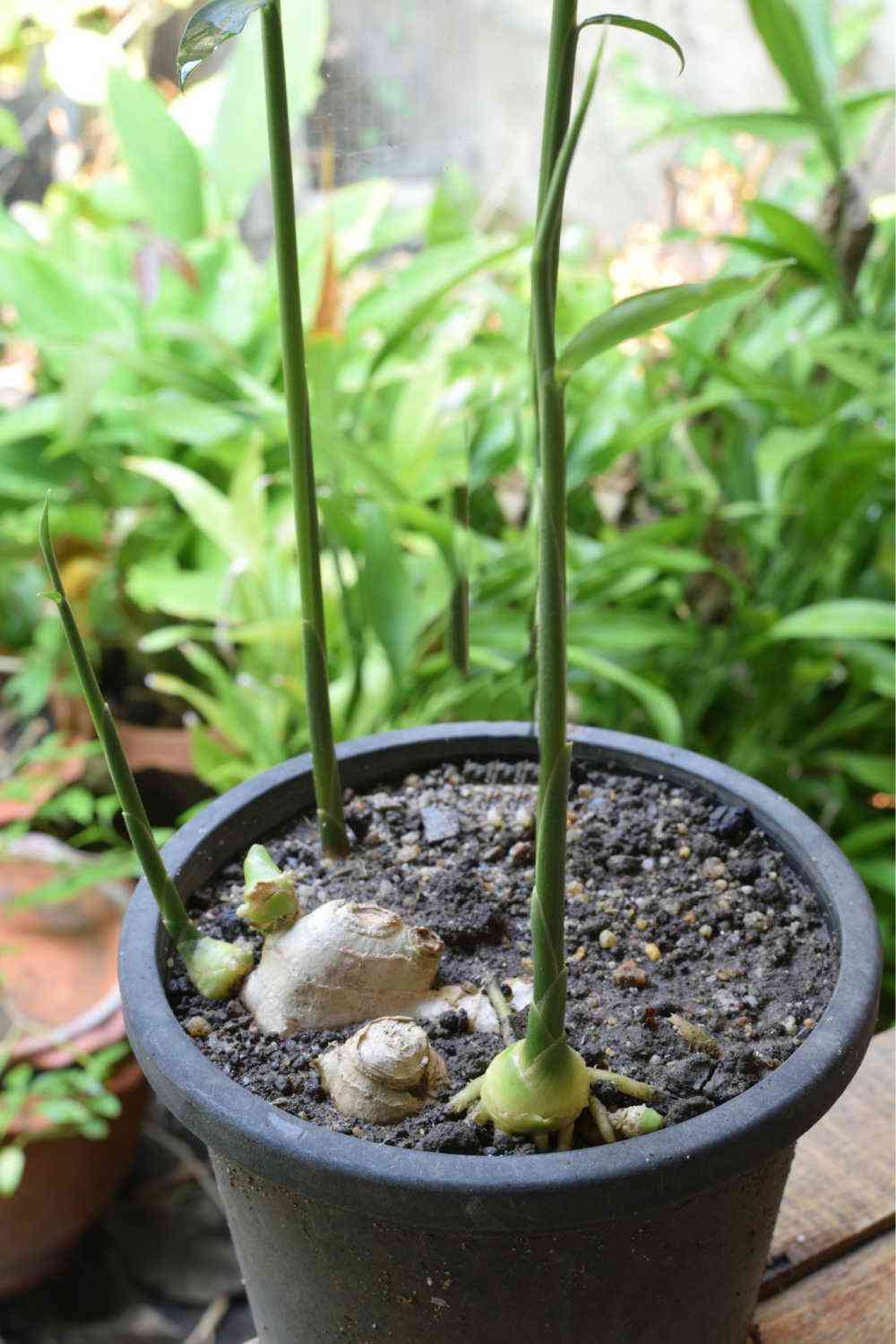 Ginger plant in a black pot.