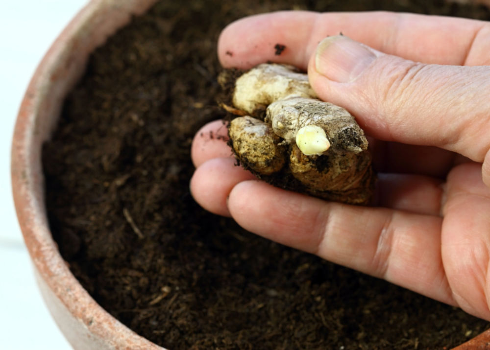 Hand holding germinated ginger over a plant pot.