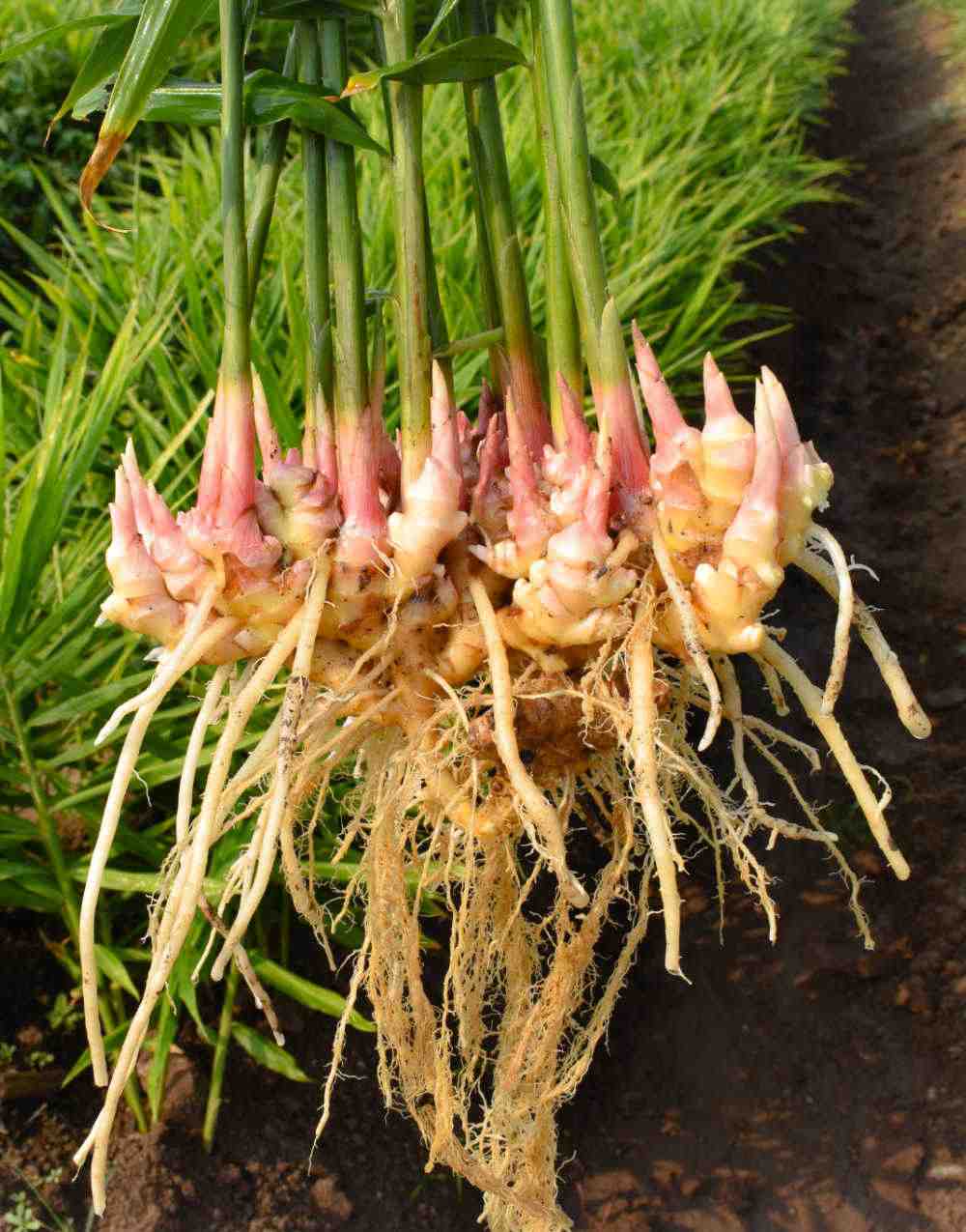 Ginger plant with multiple stalks.