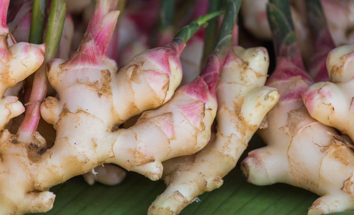 Sprouted ginger root.