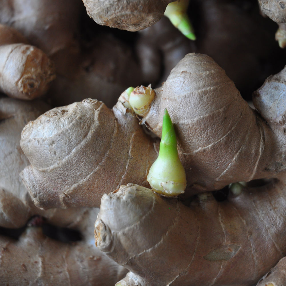 Growing ginger root.