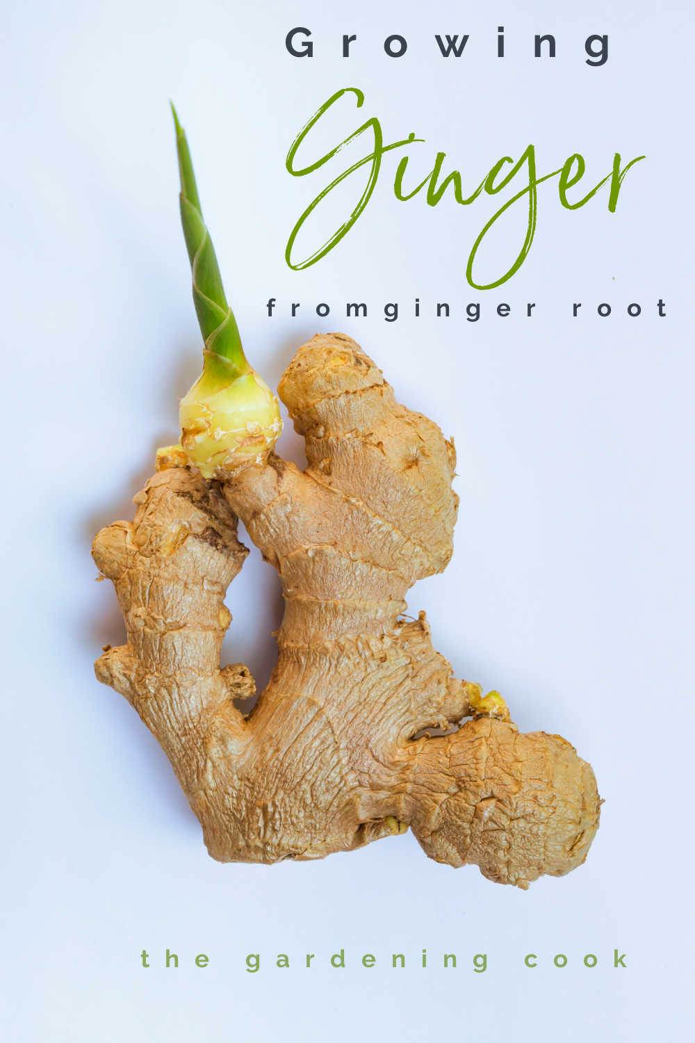 A piece of sprouted ginger with words reading "growing ginger from ginger root."