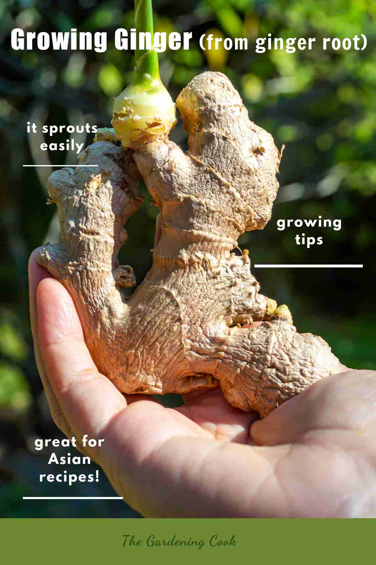 Hand holding sprouted ginger with words Growing ginger (From ginger root.)