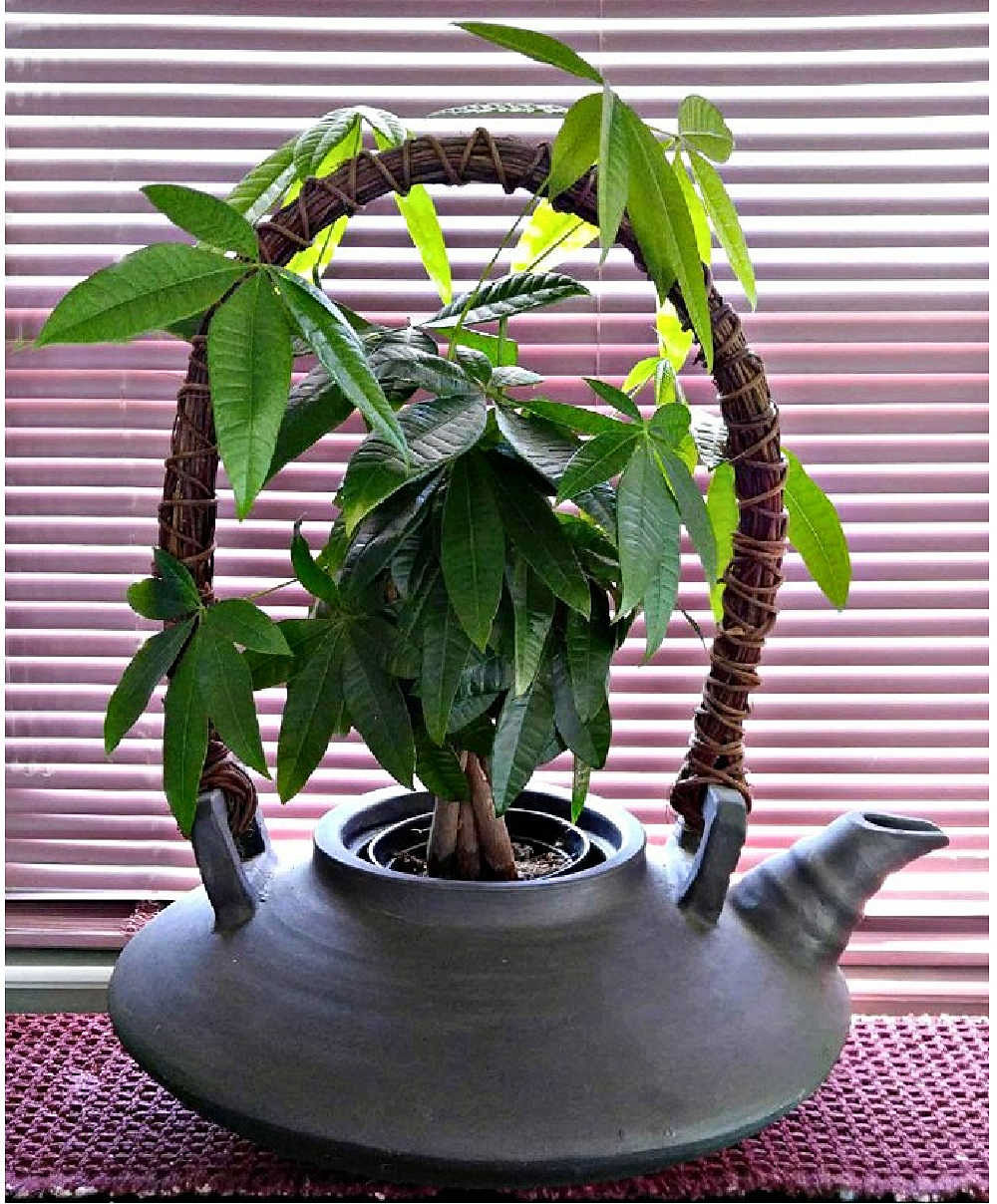 Braided money tree plant in a large jug planter in front of a pink shade.