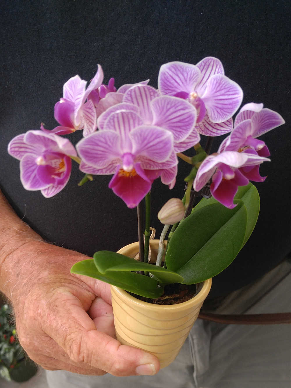 Phalaenopsis Orchid in a pot with a hand.