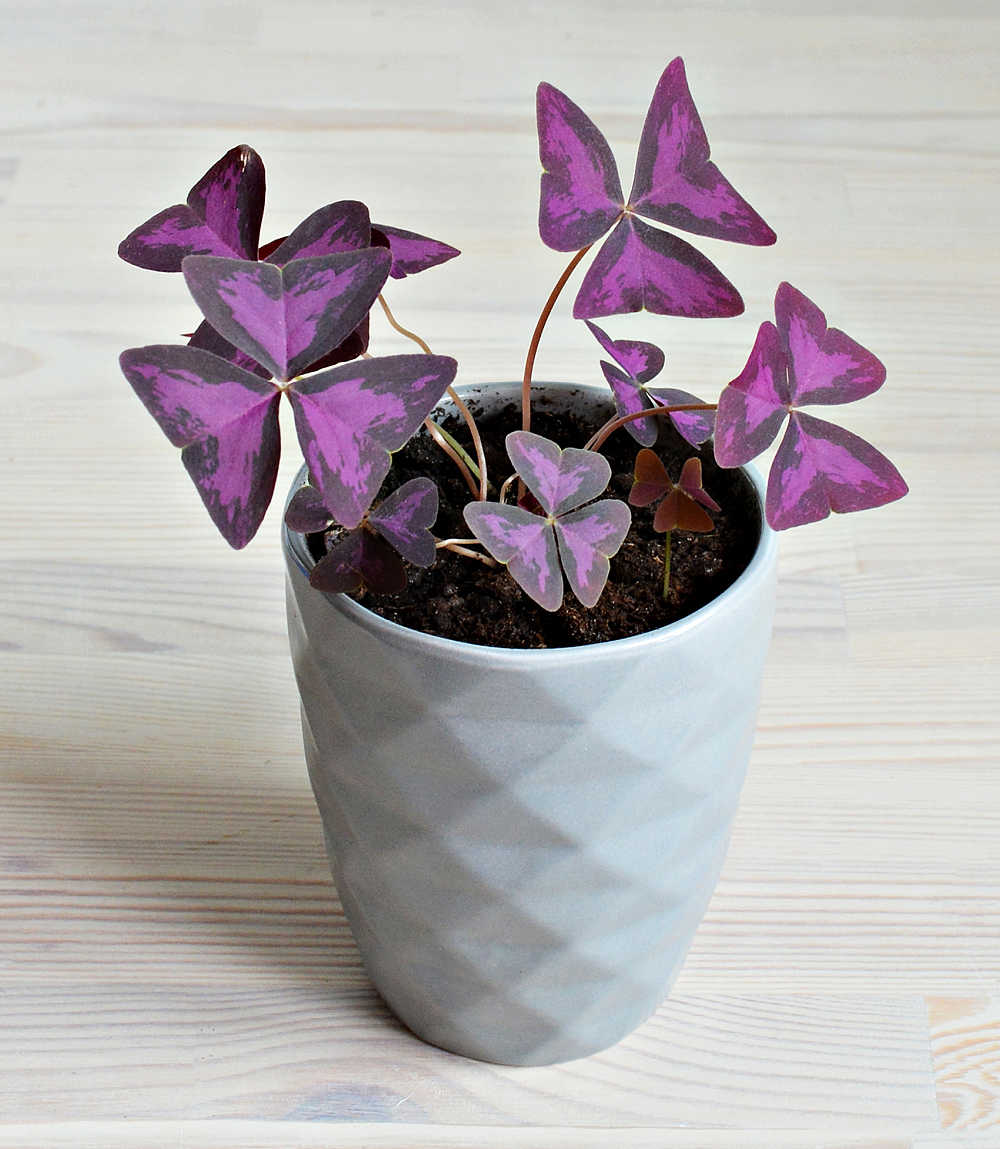 Purple oxalis plant in a white pot.
