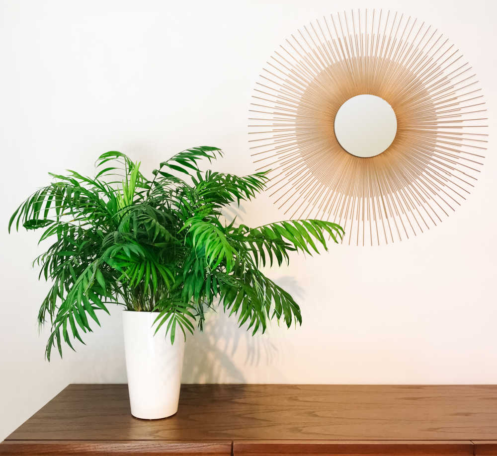 Parlor palm in a white pot on a table with a large sun wall hanging near by.