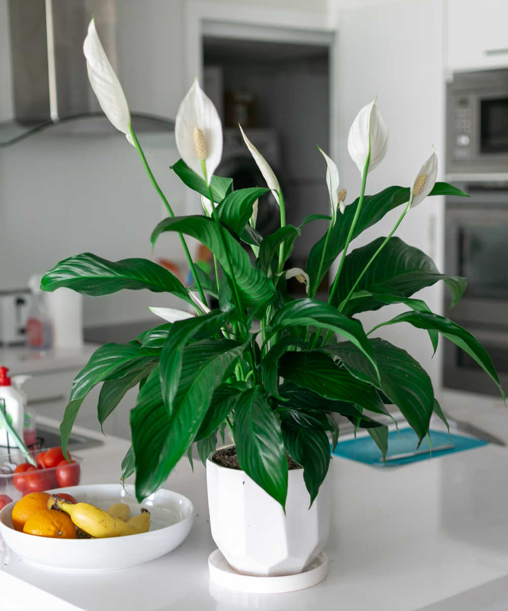 Peace lily in flower on a kitchen counter to bring good luck.