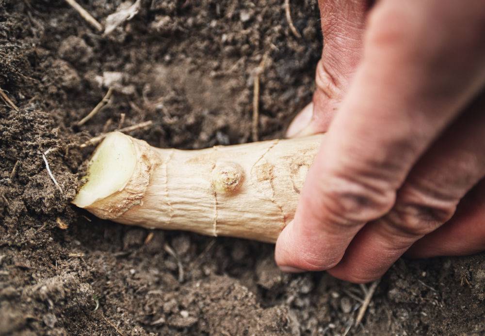 Hand planting pieces of ginger root in soil.