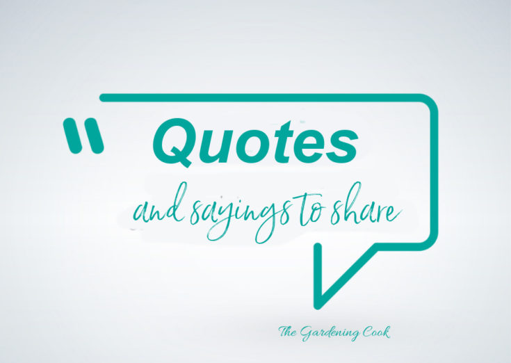 Teal Quote bubble with the words Quotes and sayings to share.