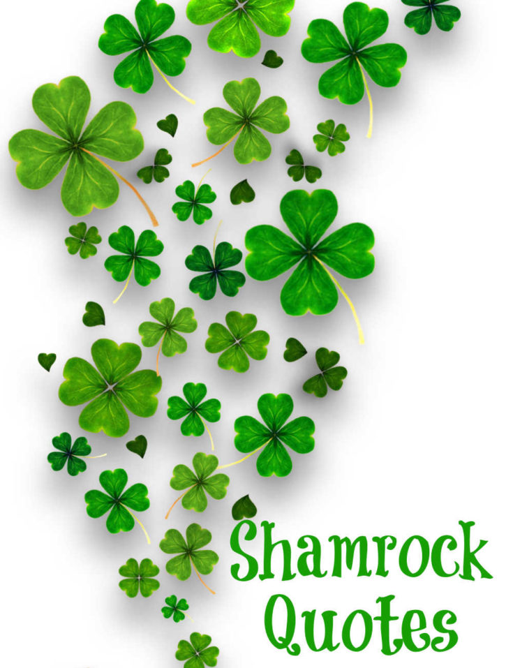 Shamrocks on a white background with words reading "Shamrock Quotes."
