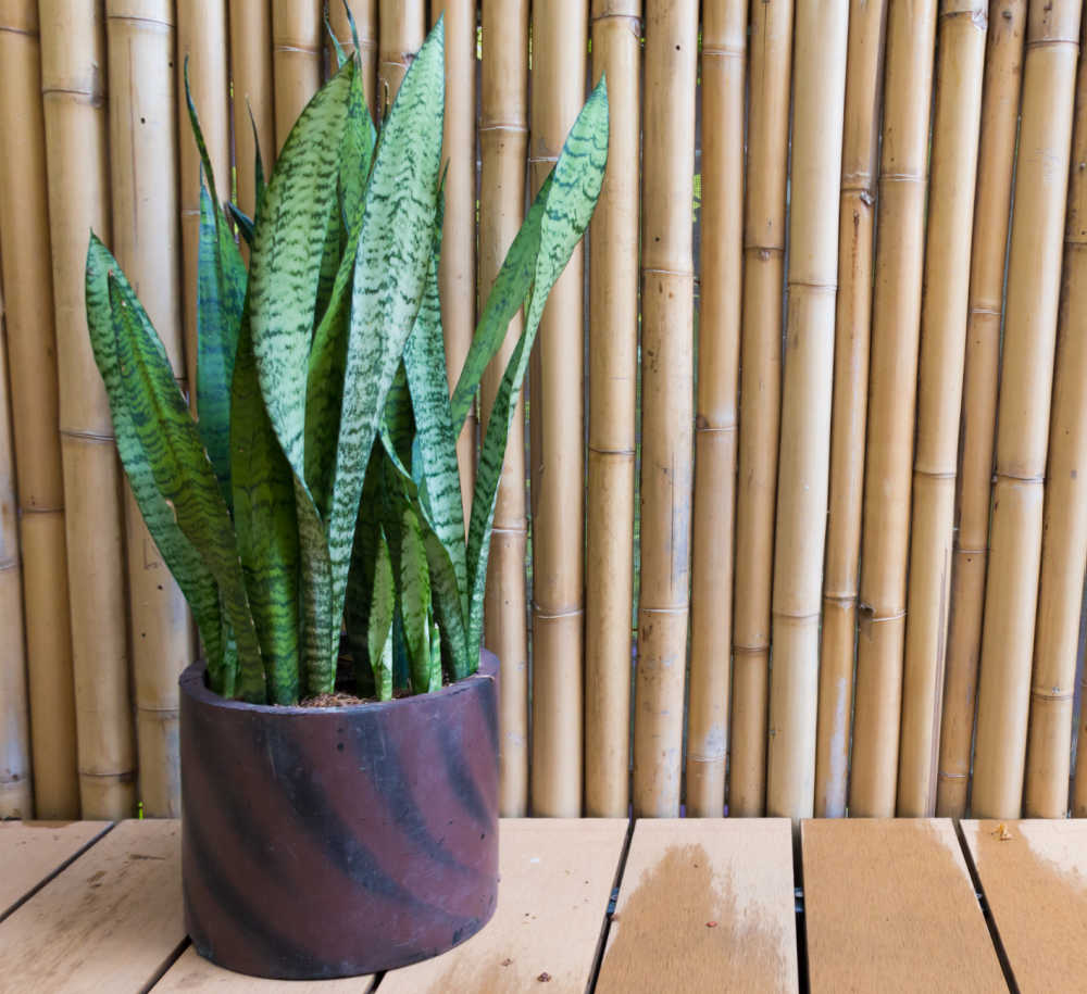 Snake plant in a brown pot near a bamboo wall.