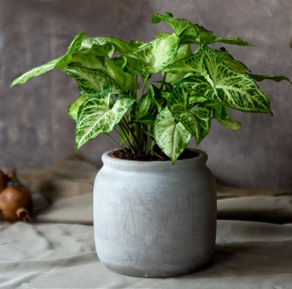 Syngonium plant in a white pot on a table.