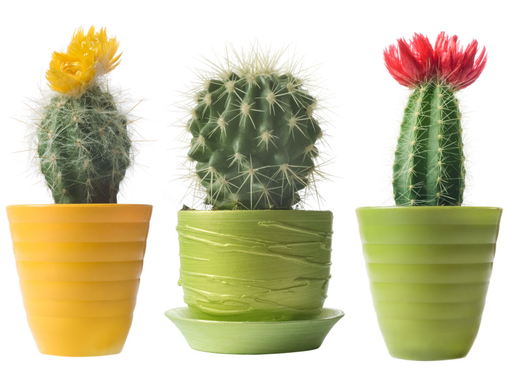The pots with cacti, two of which are flowering.