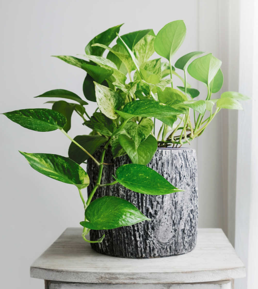 Golden pothos in a log planter.