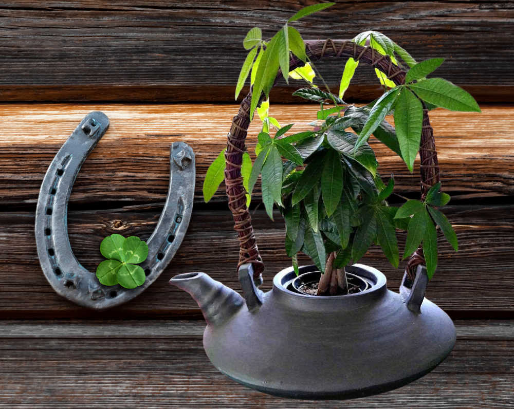 Braided money tree plant in a kettle with a horseshoe nd shmrock.