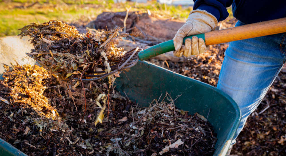 Man with a shovel scooping organic matter from a wheelbarrow.