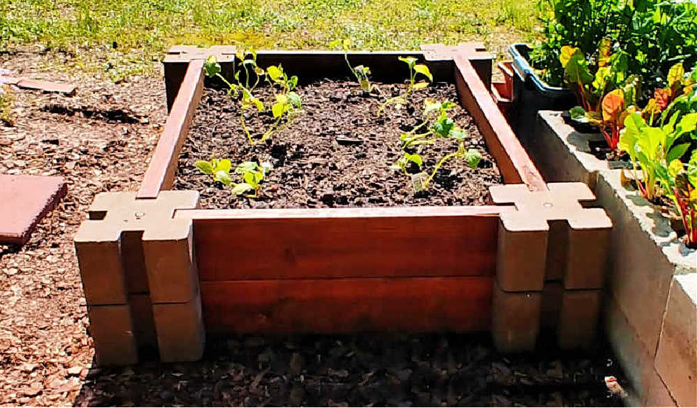 DIY raised garden bed - easy and quick garden bed planted with cucumbers.