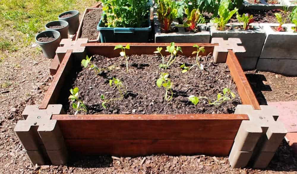 Raised garden bed planted with cucumber plants.