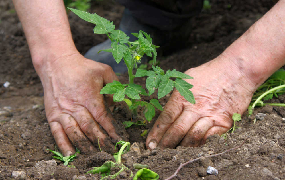 Mans hands planting tomatoes.