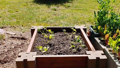 Easy Raised Garden Bed – Building a DIY Raised Vegetable Garden Bed