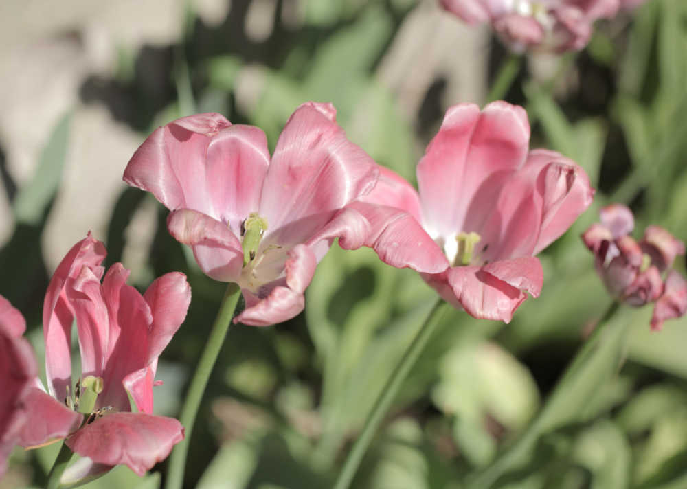 Pink tulips after flowering is done.