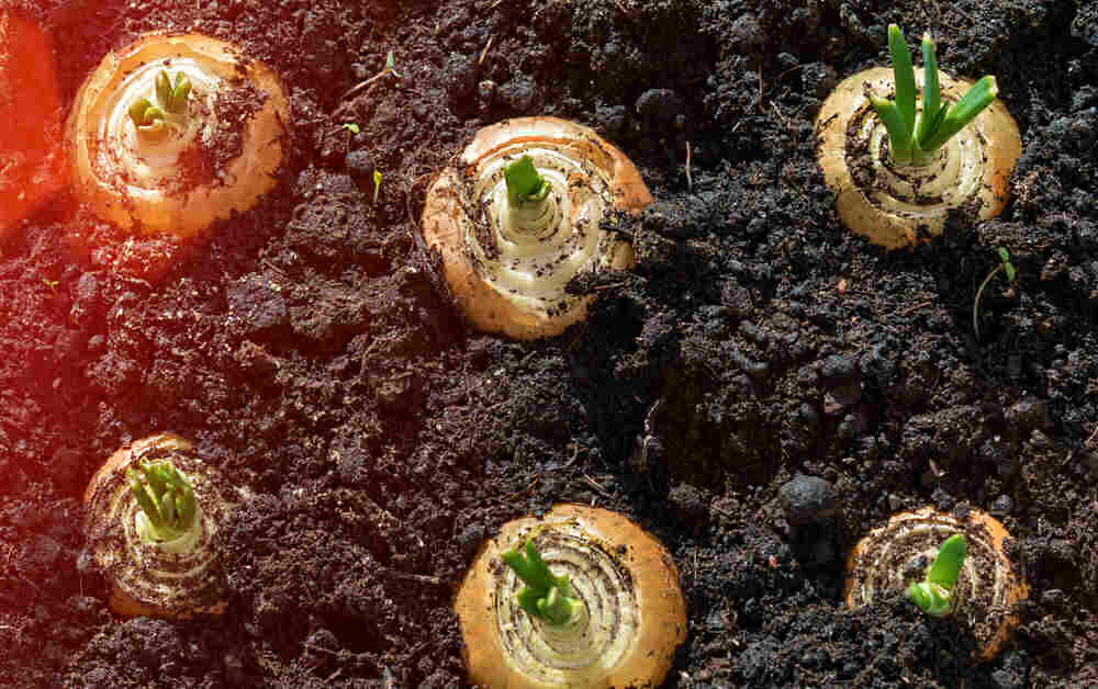 Onions sprouting from onion bottoms.