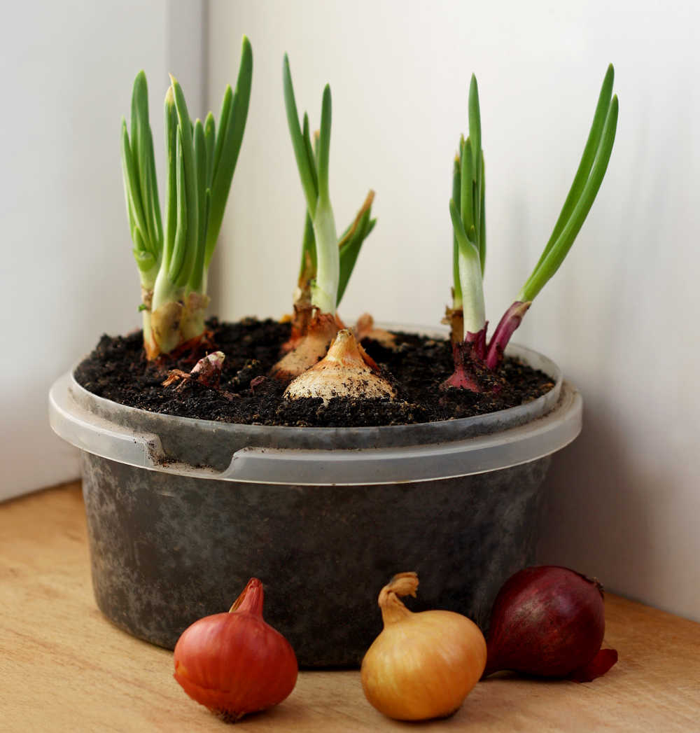 Onions growing indoors.