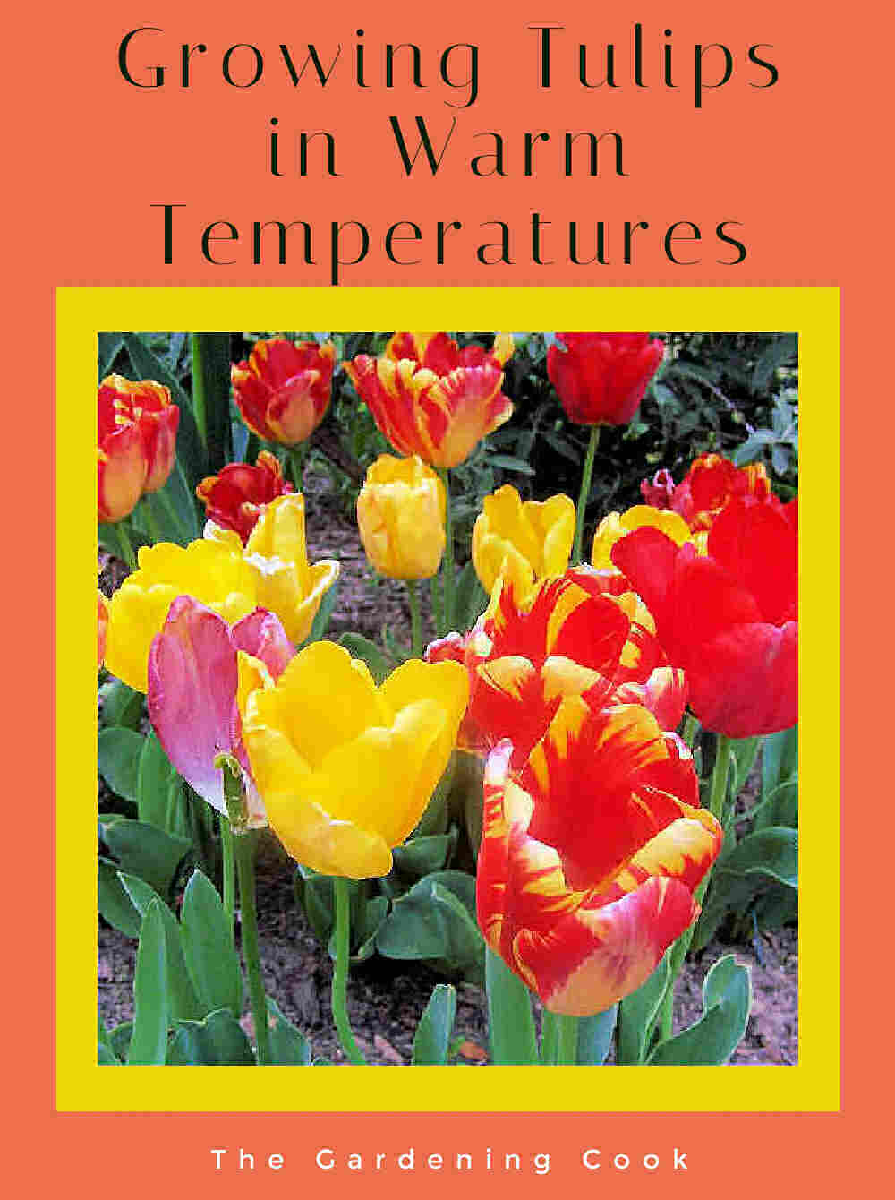 Bunch of colorful tulips with words Growing tulips in warm temperatures.