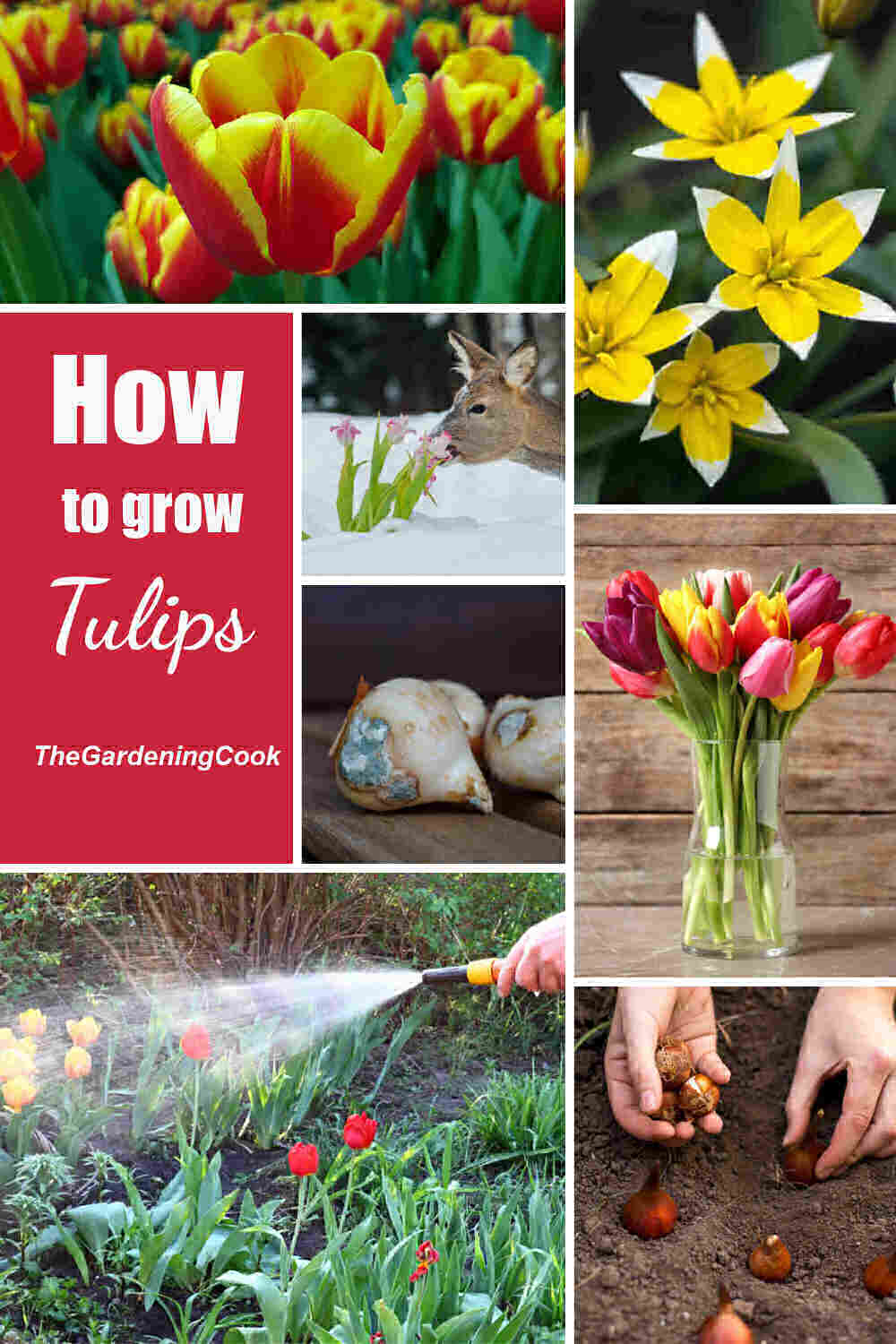 Collage with tulip flowers, deer and tulips, bulbs, watering tulips and words How to Grow tulips.