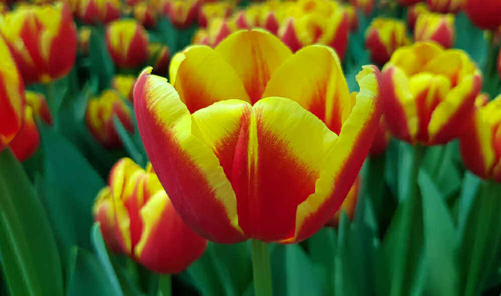 Red and yellow hybrid tulip flowers.