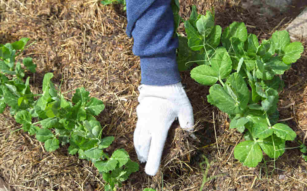 Hand in garden glove adding mulch to snap pea crop.