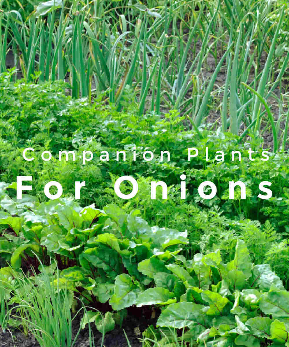 Vegetable garden with onions and words companion plants for onions.