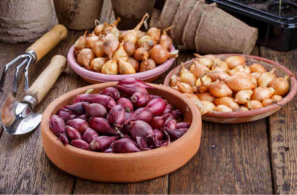 Three types of onion sets with garden tools.