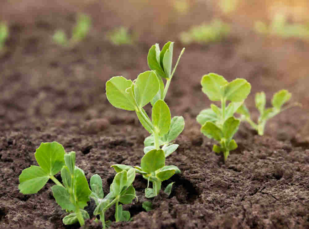 Sugar snap pea plants in the ground in a sunny spot.