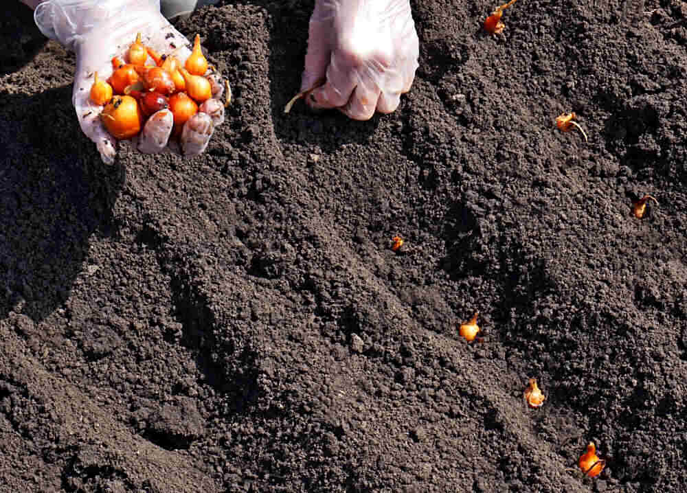 Hands with gloves planting onion sets.