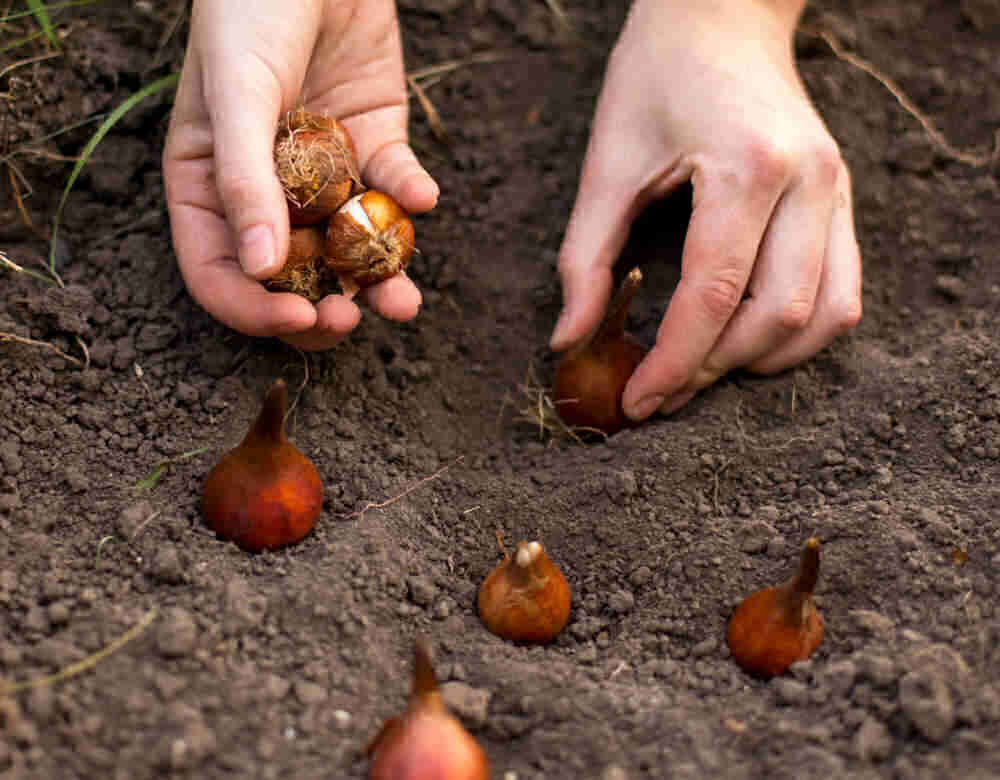 Hands holding tulip bulbs and bulbs in the soil.
