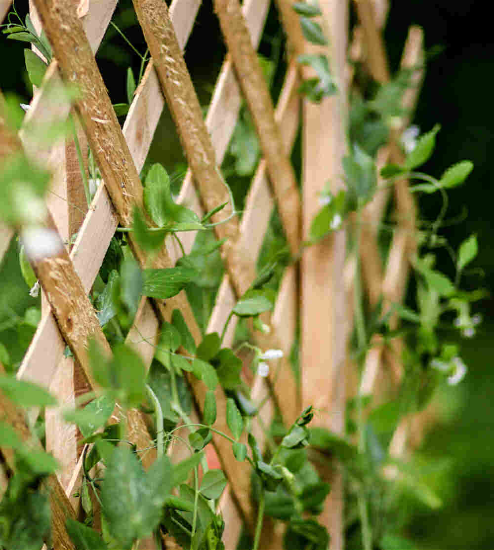 Sugar snap peas trellis.