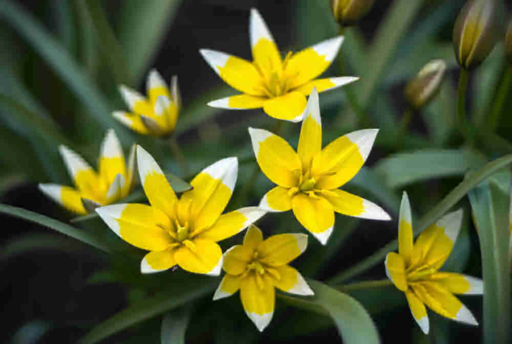 Yellow botanical tulip - Tarda dasystemon - species tulip, early flowering bulb